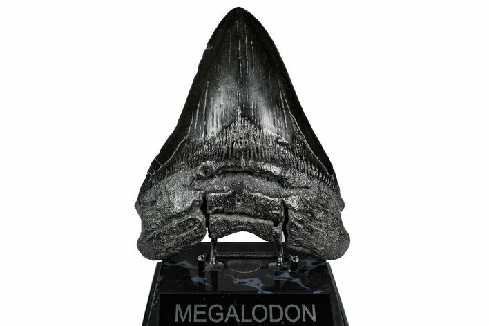 Fossil Megalodon Tooth - Massive River Meg #350774